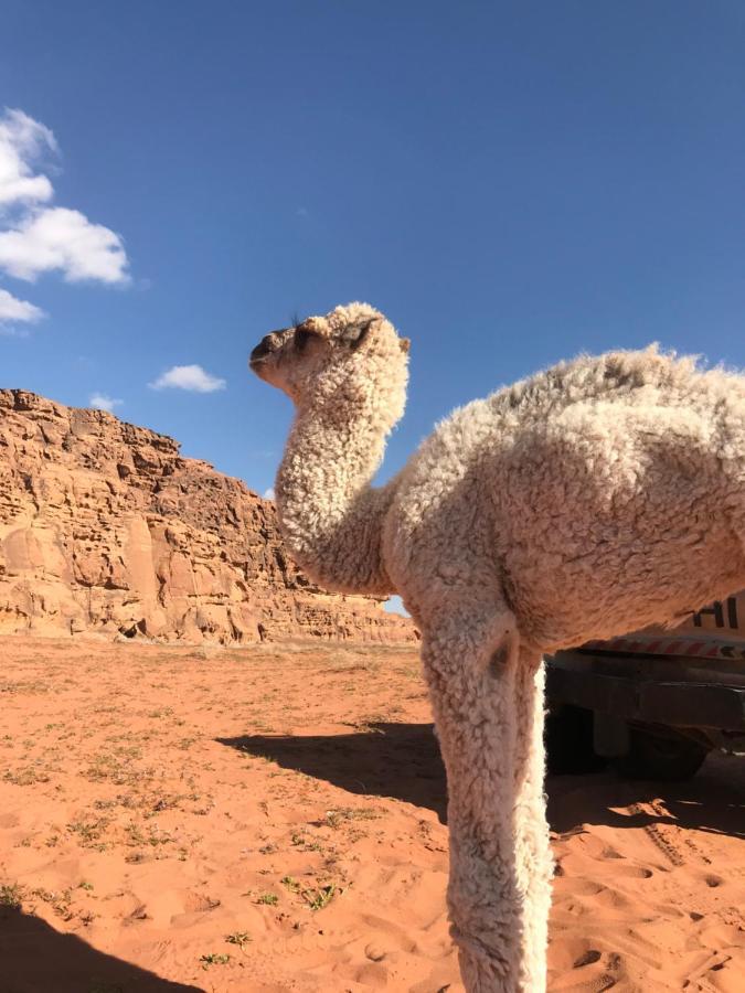 Sand And Stone Camp - Wadi Rum Desert Εξωτερικό φωτογραφία