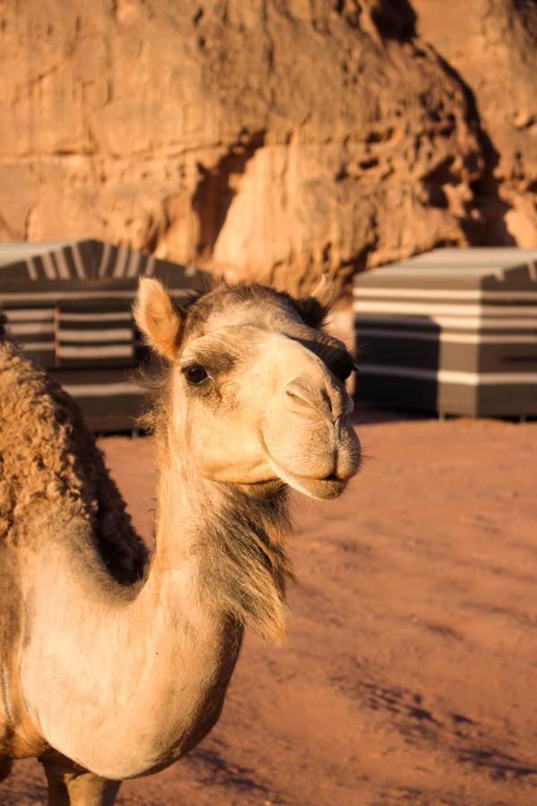 Sand And Stone Camp - Wadi Rum Desert Εξωτερικό φωτογραφία